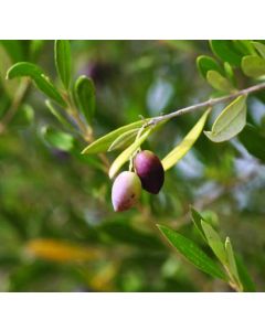 Olives & Lemons: Traces of Cyprus Past