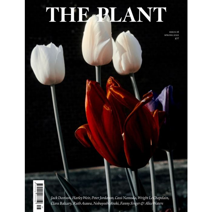 Jack Davison (tulips) cover